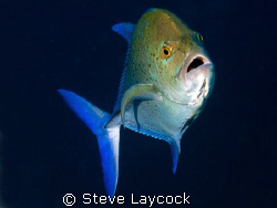 Blue fin trevally by Steve Laycock 